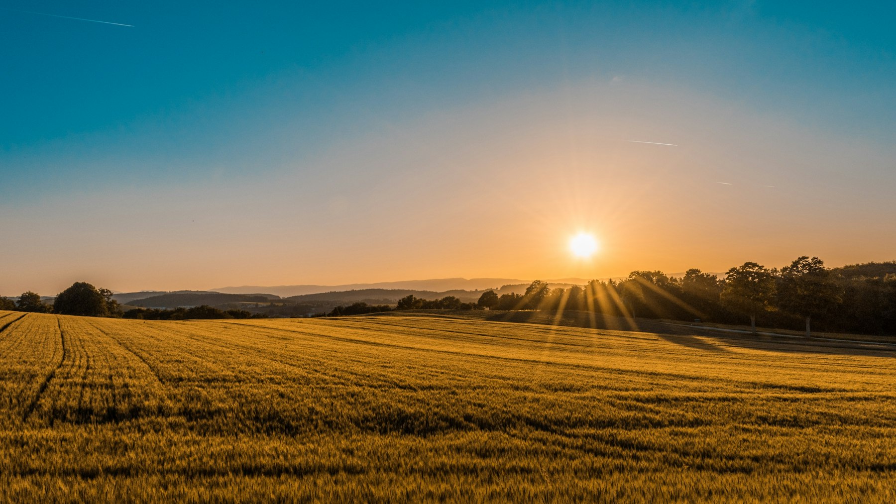 Arable fields in warm evening light